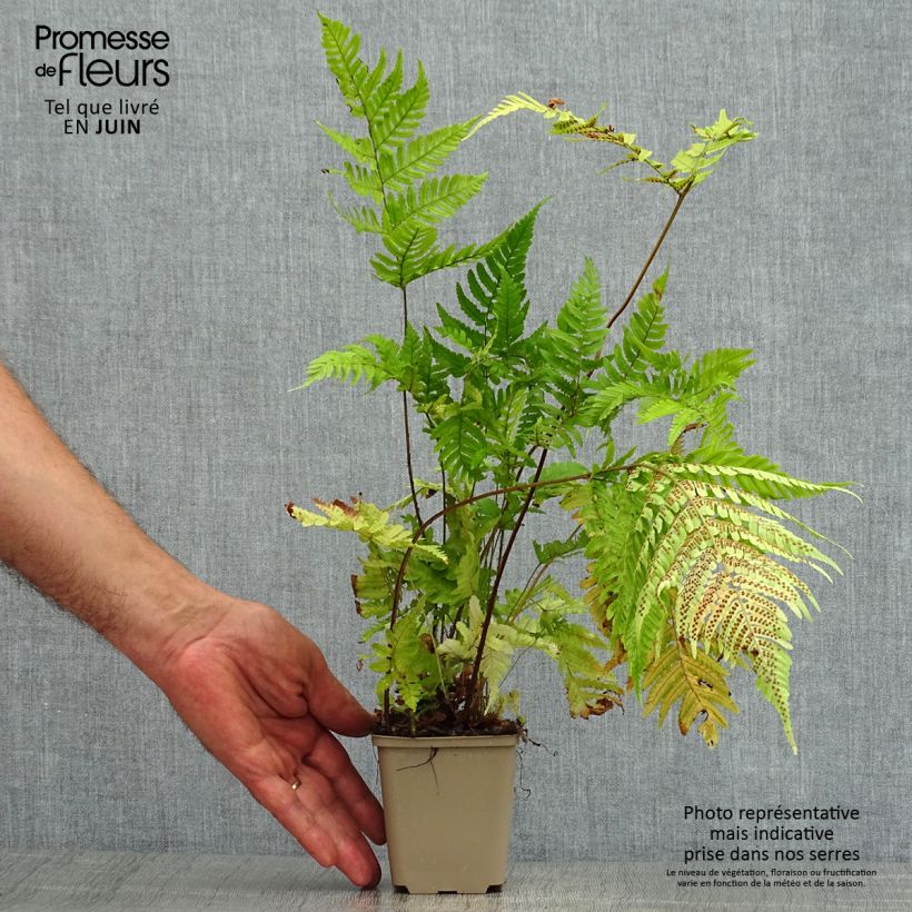 Spécimen de Dryopteris erythrosora - Fougère rose cuivré Godet de 8/9 cm tel que livré en été