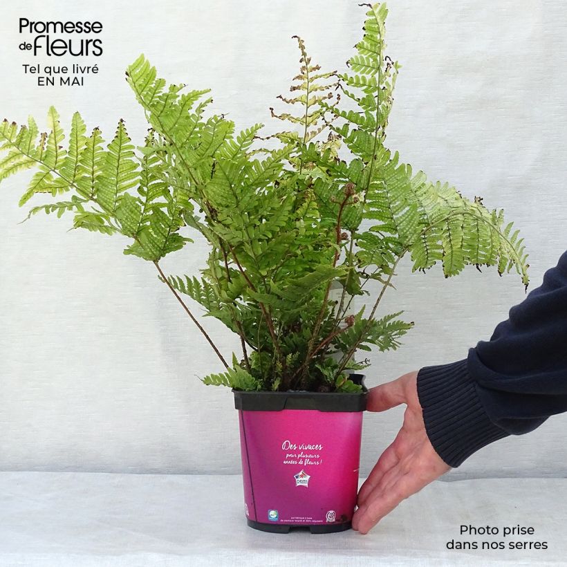 Spécimen de Dryopteris erythrosora - Fougère rose cuivré tel que livré au printemps