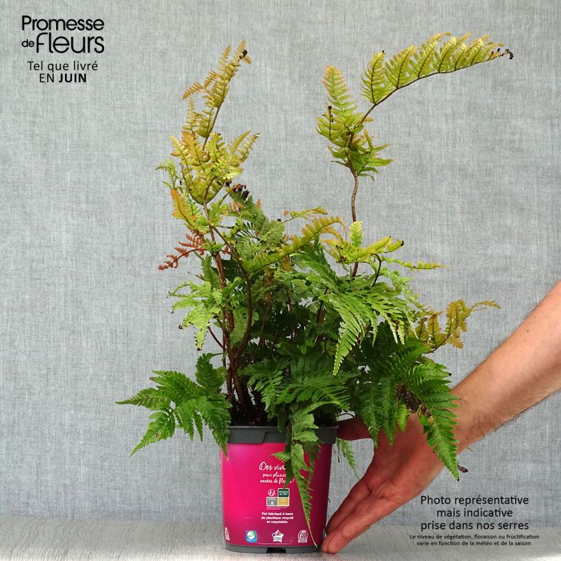 Spécimen de Dryopteris erythrosora - Fougère rose cuivré Pot de 2L/3L tel que livré en été