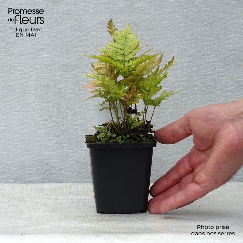 Spécimen de Dryopteris erythrosora - Fougère rose cuivré tel que livré au printemps