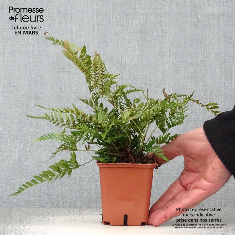 Spécimen de Dryopteris erythrosora Prolifica - Fougère à sores rouges - Godet de 9cm tel que livré au printemps