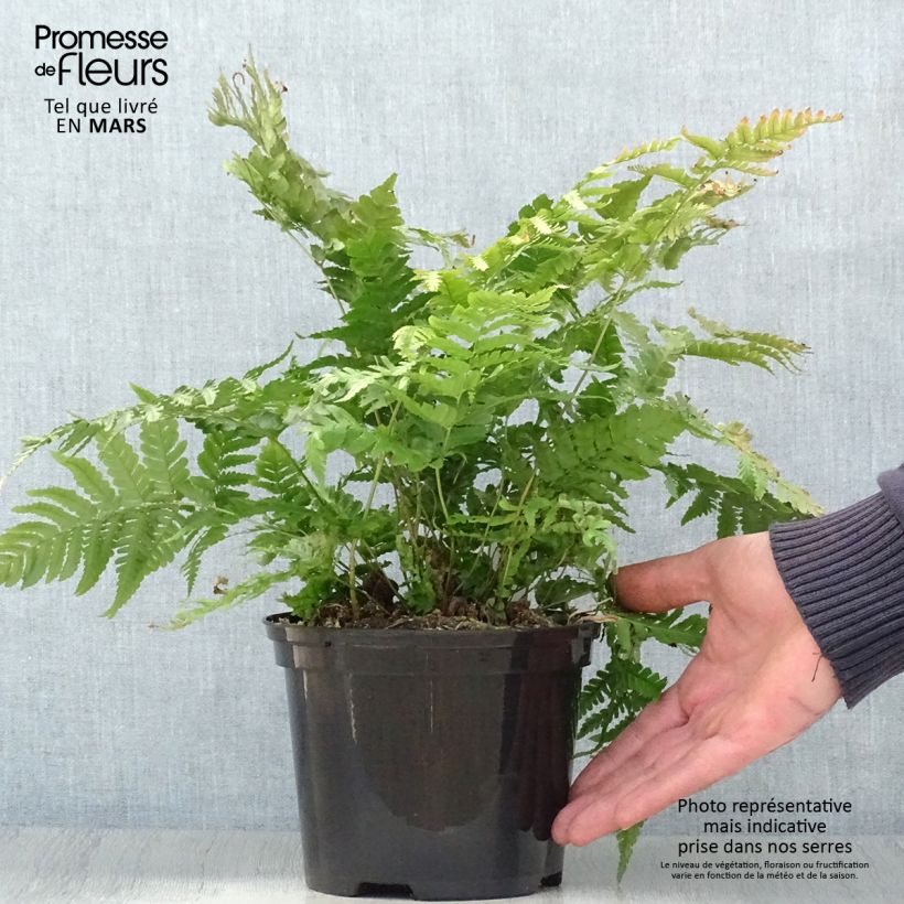 Spécimen de Dryopteris erythrosora Prolifica - Fougère à sores rouges  tel que livré au printemps