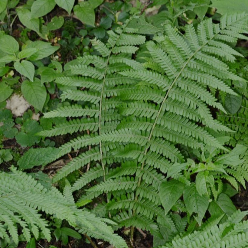 Dryopteris filix-mas - Fougère mâle (Port)