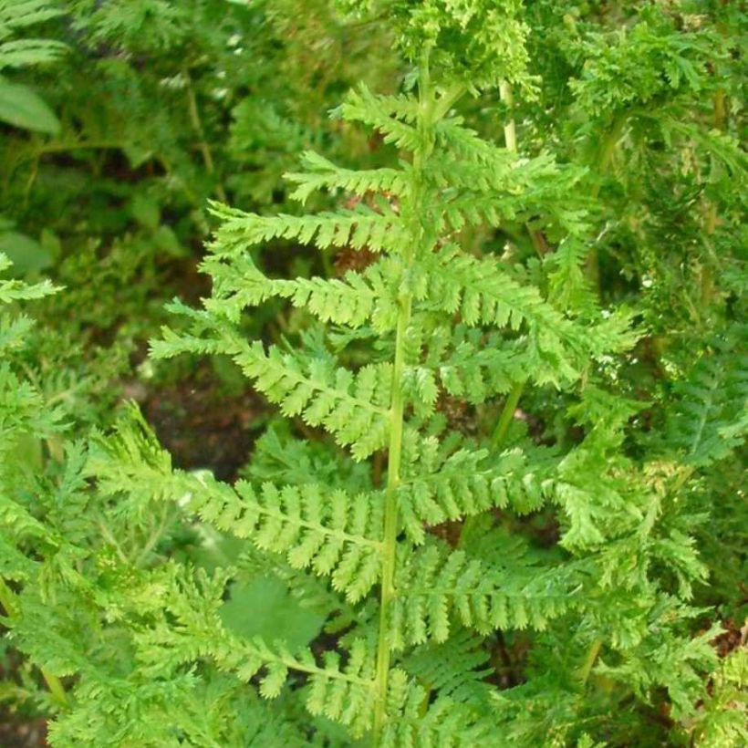 Dryopteris filix-mas Crispa Cristata - Fougère mâle (Feuillage)