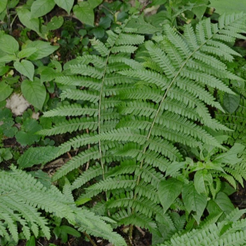 Dryopteris filix-mas Crispa Cristata - Fougère mâle (Port)