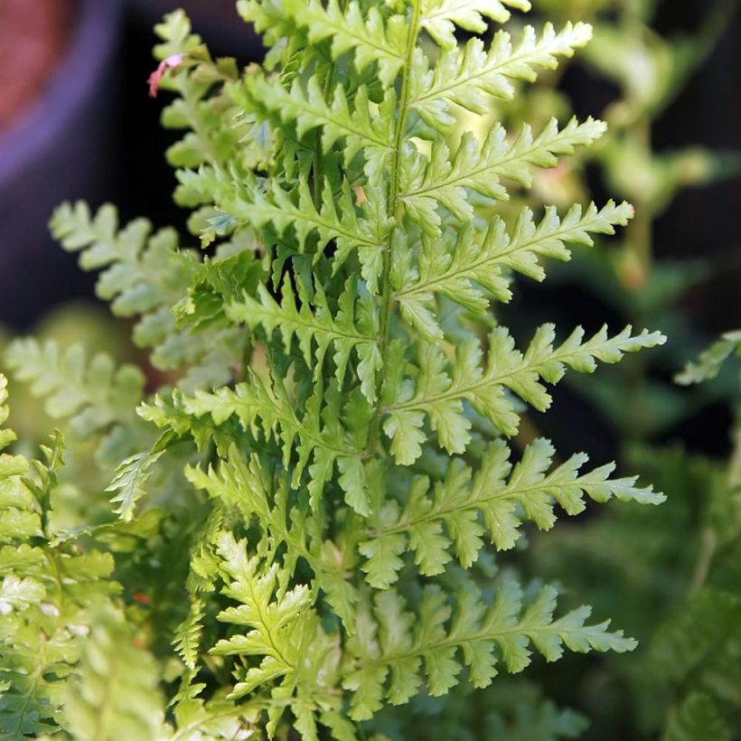 Dryopteris filix-mas Barnesii - Fougère mâle (Feuillage)