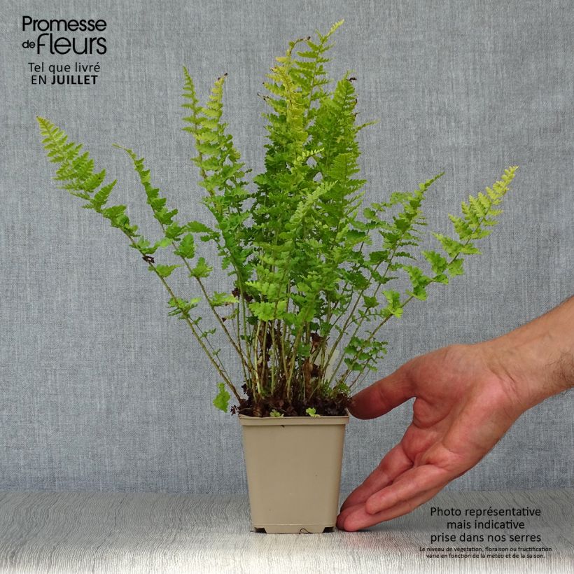Spécimen de Dryopteris filix-mas Barnesii - Fougère mâle Godet de 8/9 cm tel que livré en été