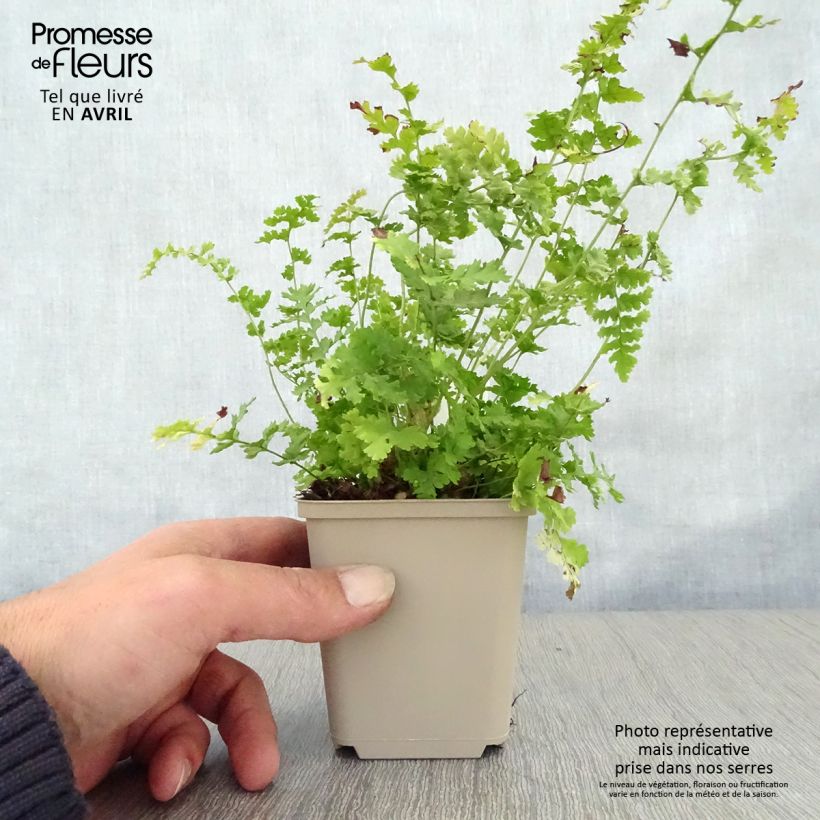 Spécimen de Dryopteris filix-mas Barnesii - Fougère mâle Godet de 9cm tel que livré au printemps