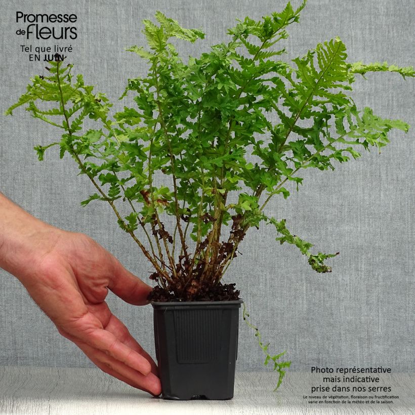 Spécimen de Dryopteris filix-mas Crispa Cristata - Fougère mâle Godet de 8/9 cm tel que livré en été