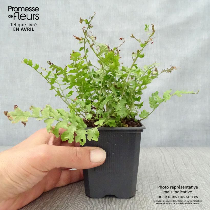 Spécimen de Dryopteris filix-mas Crispa Cristata - Fougère mâle Godet de 9cm tel que livré au printemps