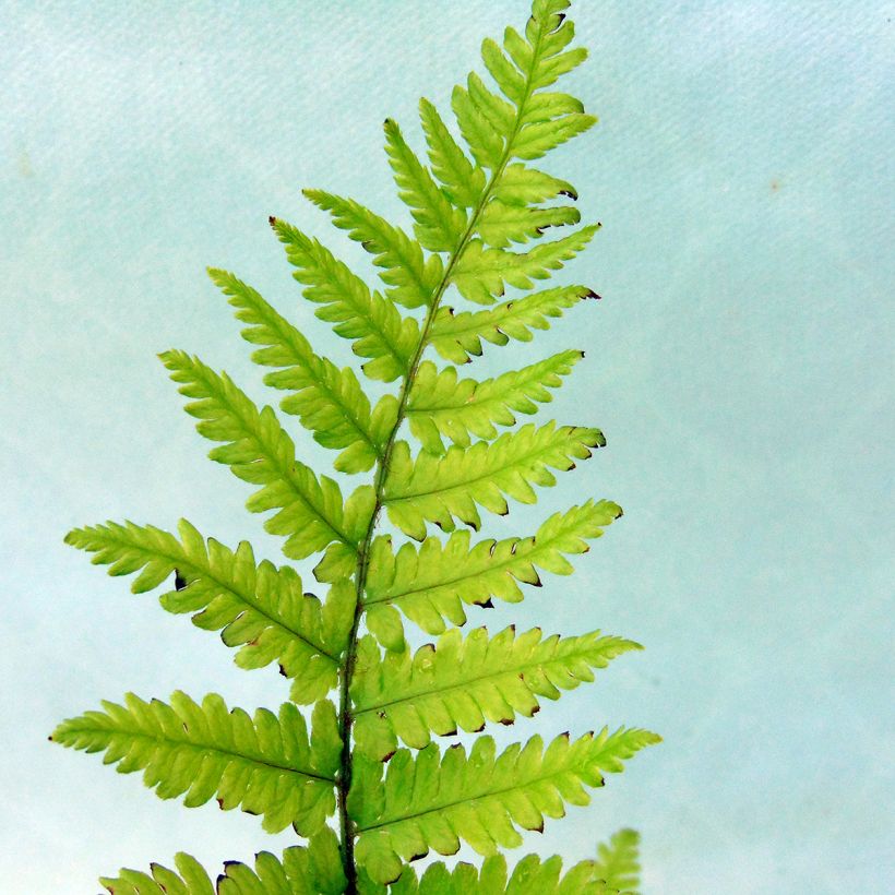 Dryopteris filix-mas - Fougère mâle (Feuillage)