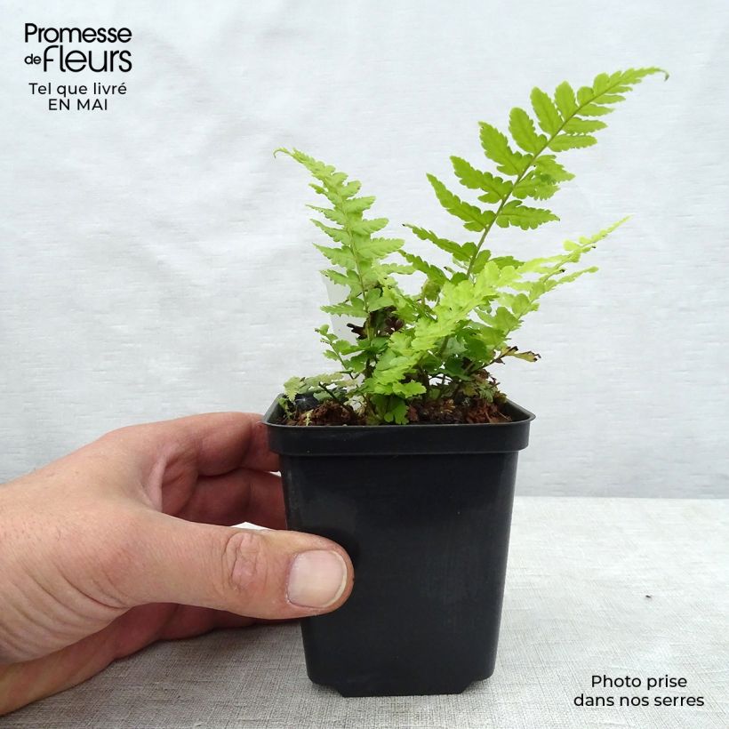Spécimen de Dryopteris filix-mas - Fougère mâle Godet de 9cm tel que livré au printemps