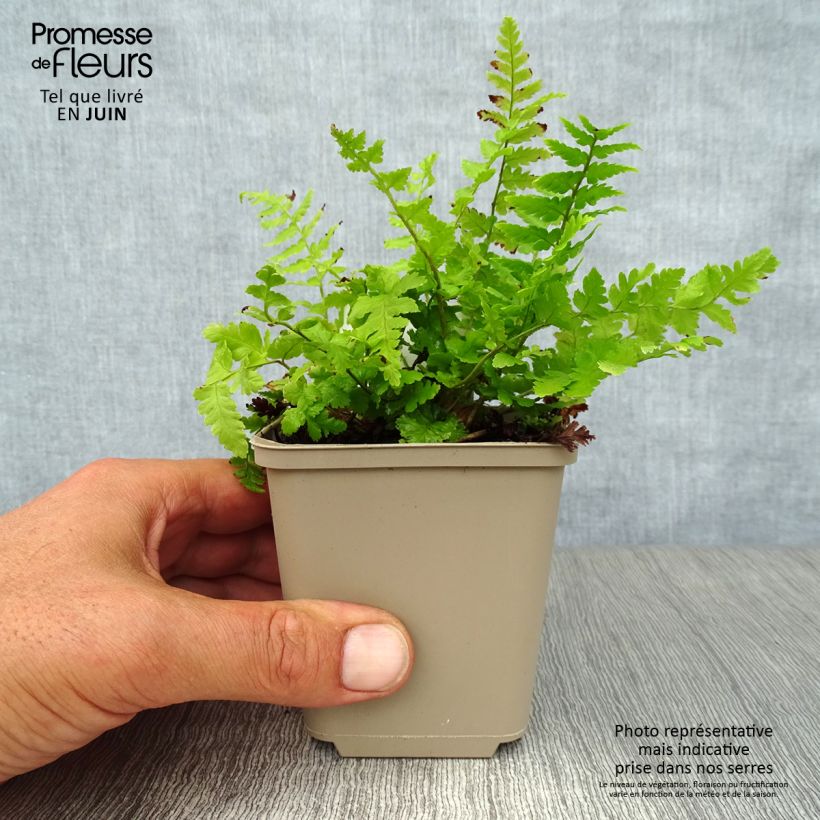Spécimen de Dryopteris filix-mas - Fougère mâle Godet de 8/9 cm tel que livré en été
