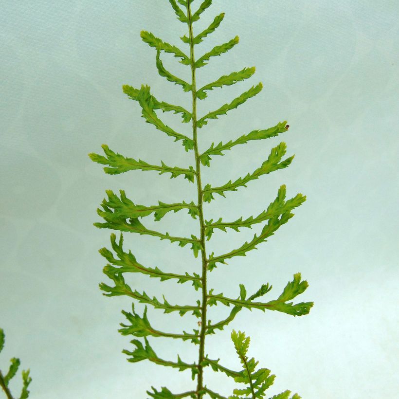 Dryopteris filix-mas Linearis Polydactyla - Fougère mâle (Feuillage)