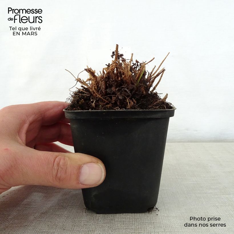 Spécimen de Dryopteris filix-mas Linearis Polydactyla - Fougère mâle Godet de 9cm tel que livré au printemps