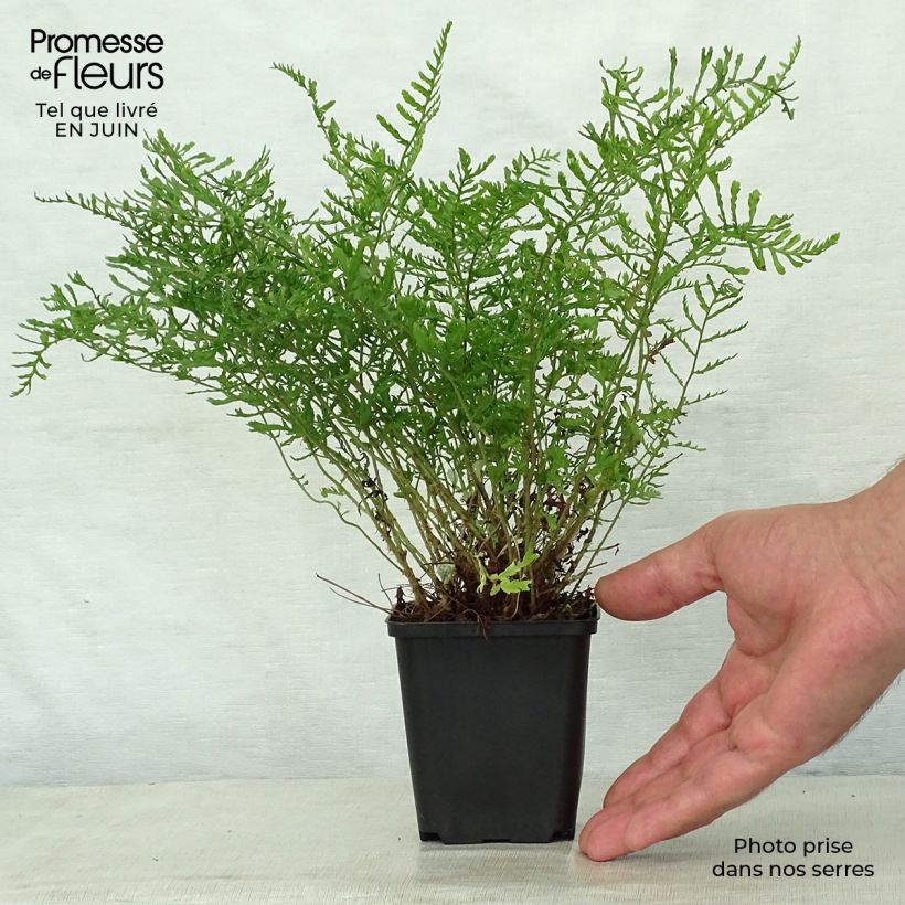 Spécimen de Dryopteris filix-mas Linearis Polydactyla - Fougère mâle Godet de 8/9 cm tel que livré en été