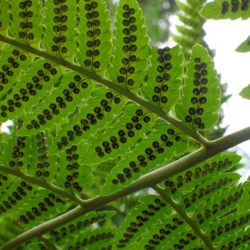 Dryopteris goldieana - Fougère (Feuillage)