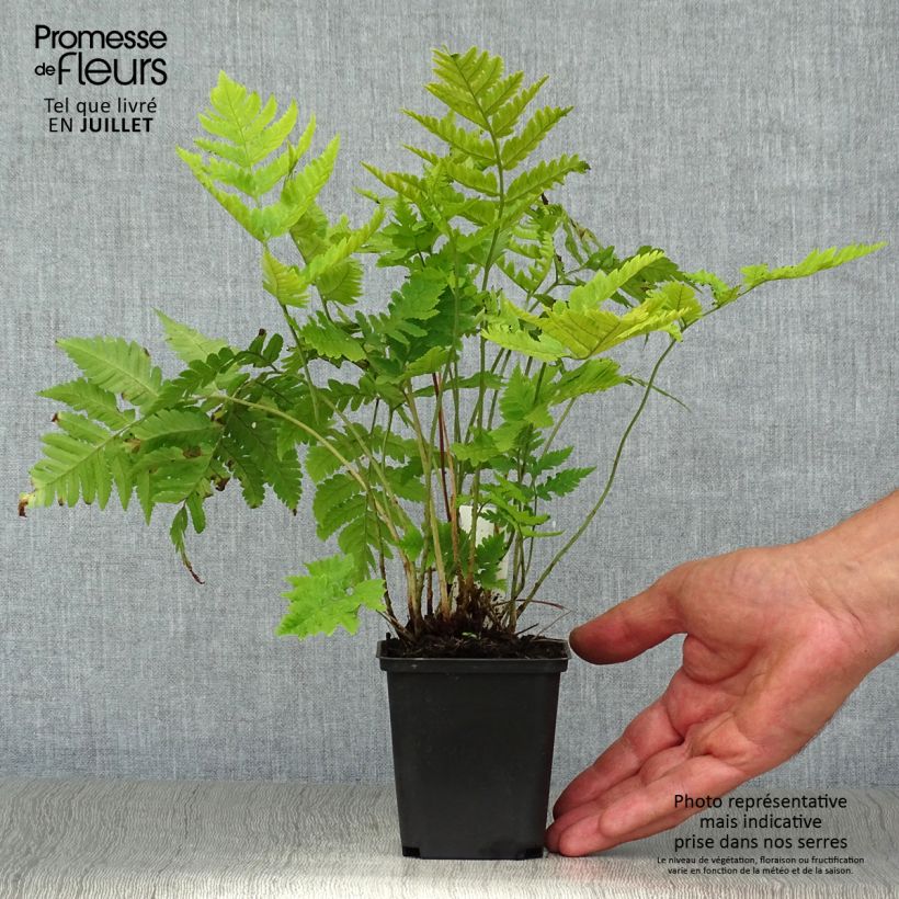 Spécimen de Dryopteris goldieana - Fougère Godet de 8/9 cm tel que livré en été