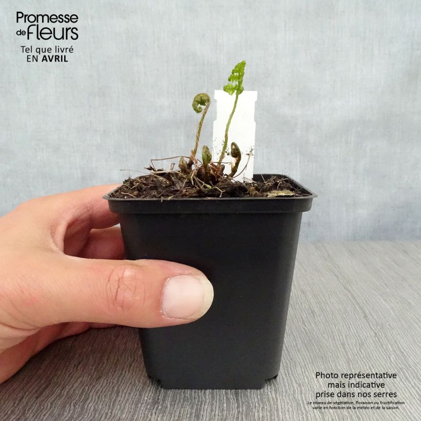 Spécimen de Dryopteris goldieana - Fougère Godet de 9cm tel que livré au printemps
