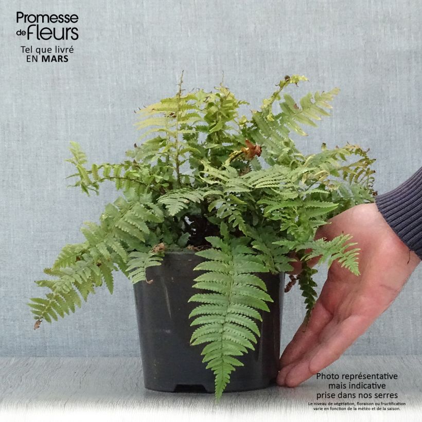 Spécimen de Dryopteris kuratae - Fougère tel que livré au printemps