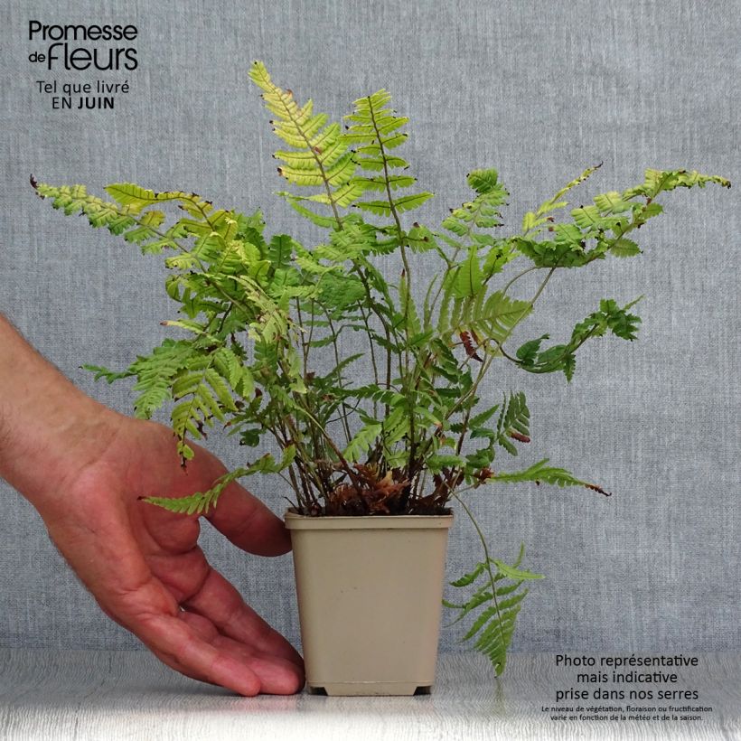 Spécimen de Dryopteris lepidopoda - Fougère Godet de 8/9 cm tel que livré en été