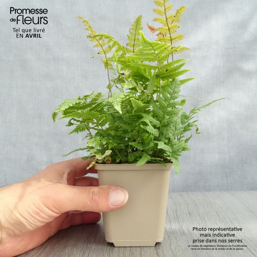 Spécimen de Dryopteris lepidopoda - Fougère Godet de 9cm tel que livré au printemps