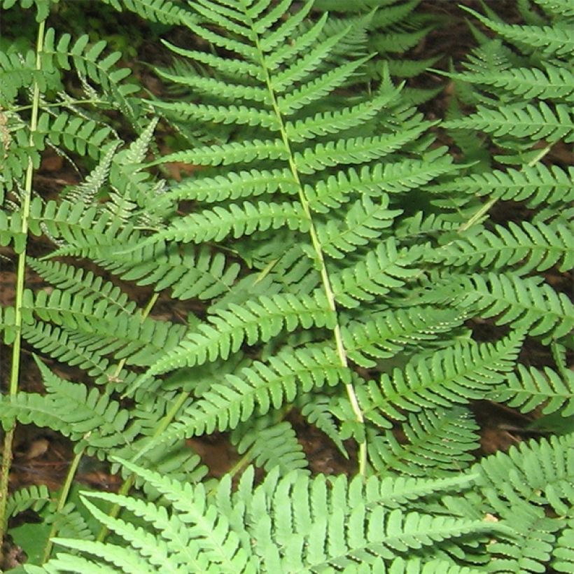 Dryopteris marginalis - Fougère (Feuillage)