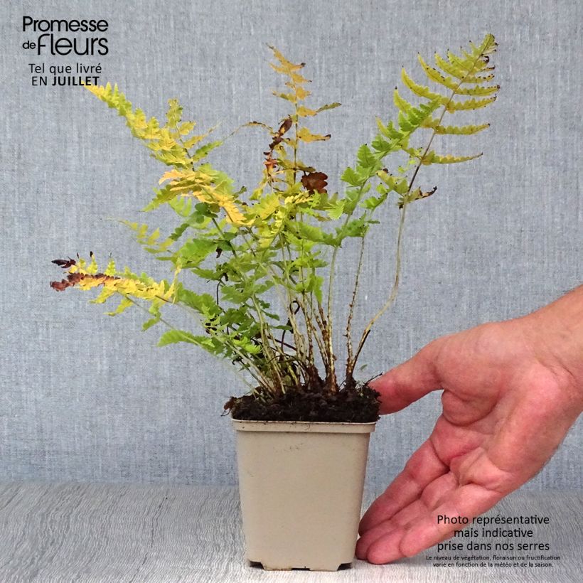 Spécimen de Dryopteris marginalis - Fougère Godet de 8/9 cm tel que livré en été