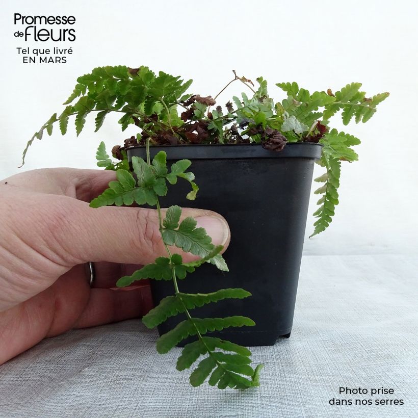Spécimen de Dryopteris marginalis - Fougère Godet de 9cm tel que livré au printemps