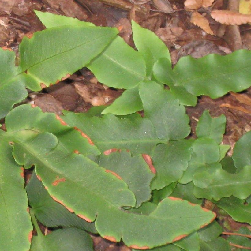 Dryopteris sieboldii - Fougère  (Feuillage)