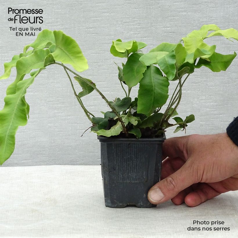 Spécimen de Dryopteris sieboldii - Fougère en godet de 8cm tel que livré au printemps