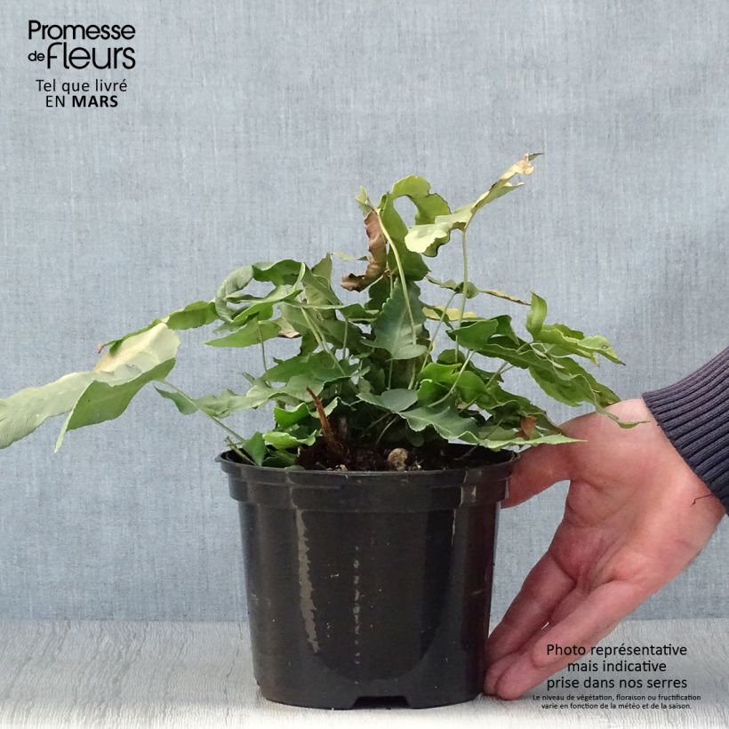 Spécimen de Dryopteris sieboldii - Fougère en pot de 2L tel que livré au printemps