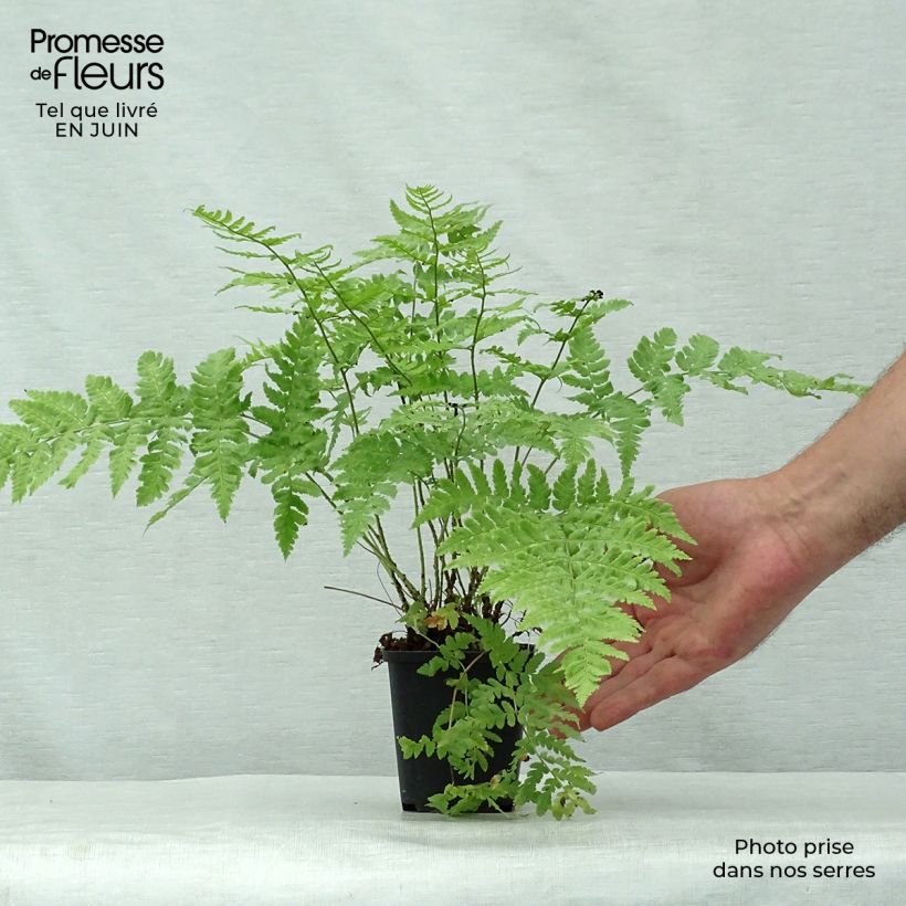 Spécimen de Dryopteris stewartii - Fougère Godet de 8/9 cm tel que livré en été