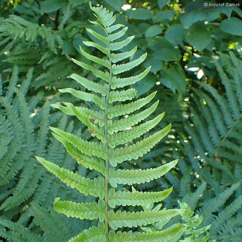 Dryopteris tokyoensis - Fougère (Feuillage)