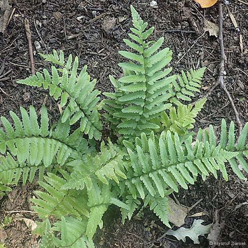 Dryopteris tokyoensis - Fougère (Port)