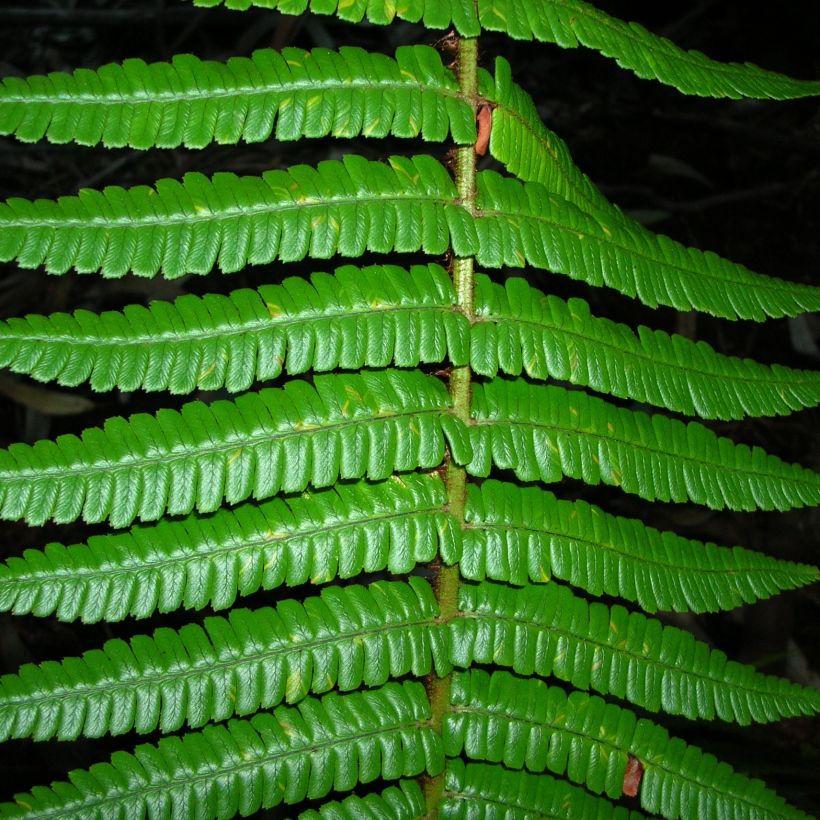 Dryopteris wallichiana - Fougère (Feuillage)