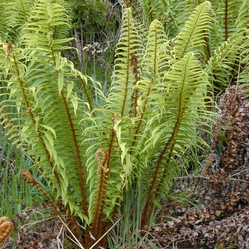 Dryopteris wallichiana - Fougère (Port)