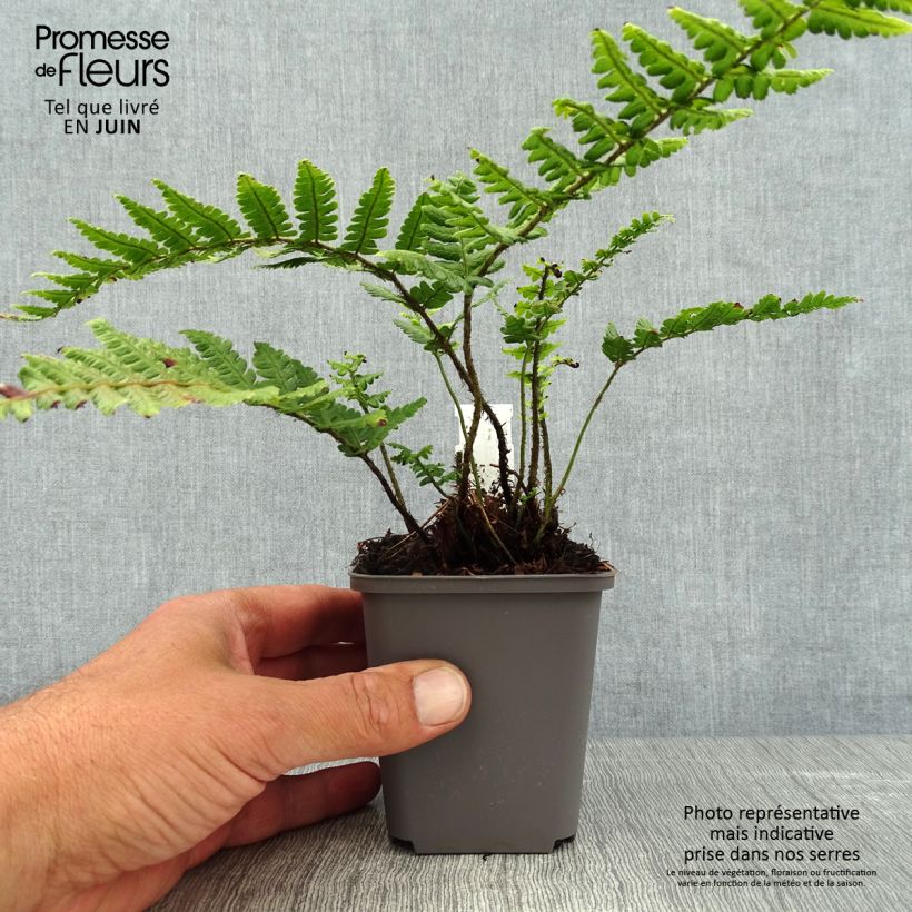 Spécimen de Dryopteris wallichiana - Fougère Godet de 8/9 cm tel que livré en été