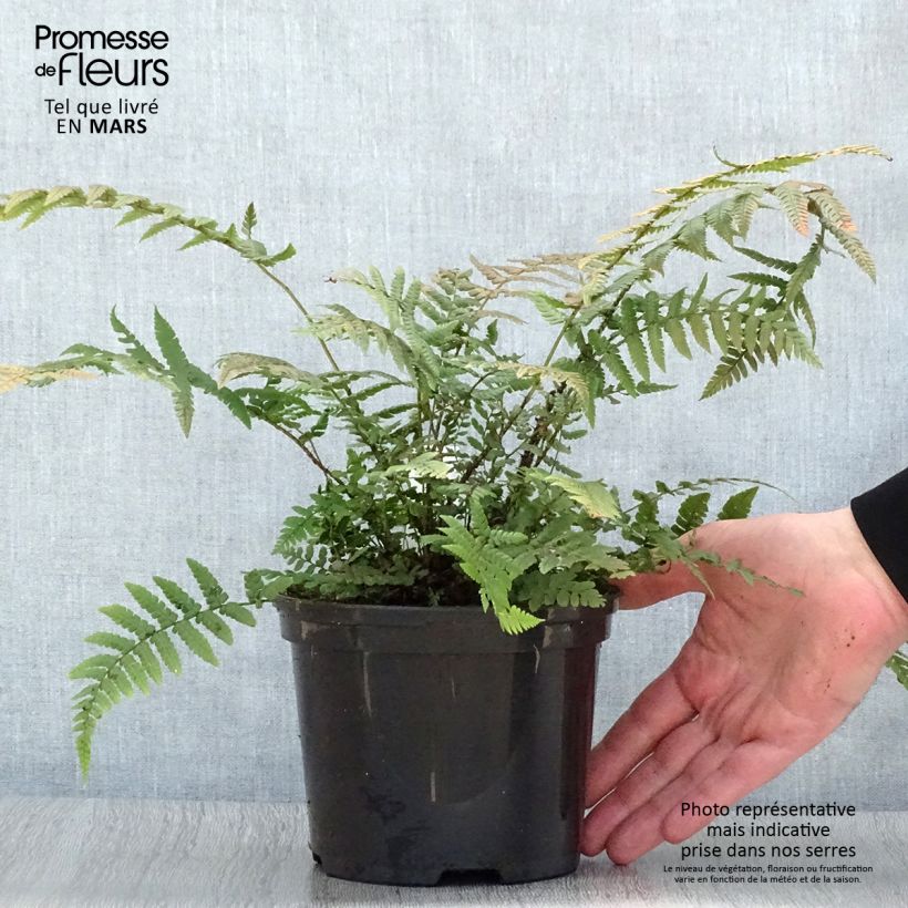 Spécimen de Dryopteris wallichiana - Fougère tel que livré au printemps