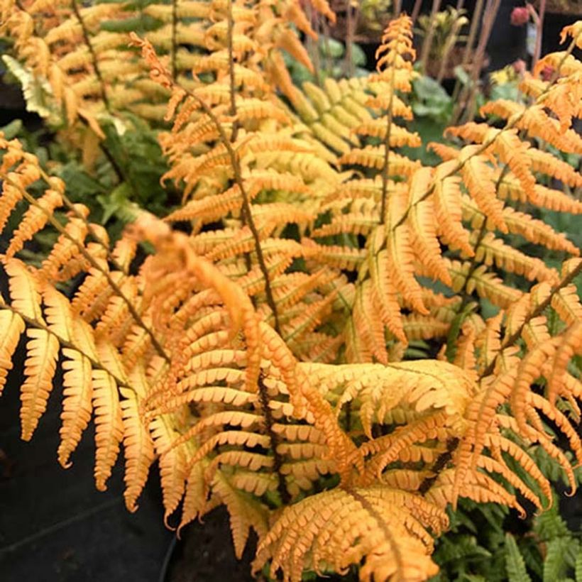 Dryopteris wallichiana Jurassic Gold - Fougère (Feuillage)