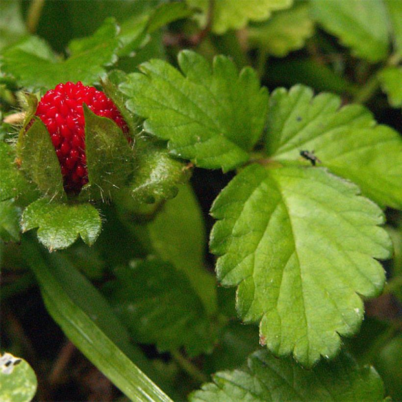 Duchesnea indica - Fraisier des Indes (Feuillage)