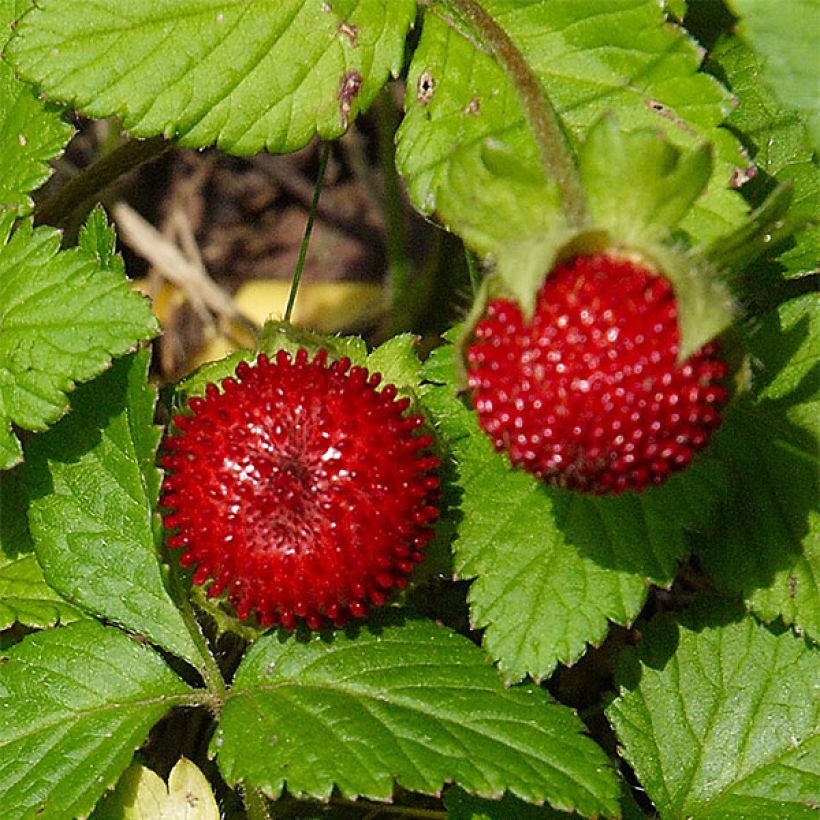 Duchesnea indica - Fraisier des Indes (Récolte)