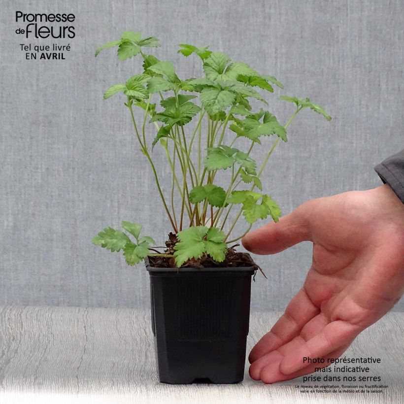 Spécimen de Duchesnea indica - Fraisier des Indes Godet de 8 cm tel que livré au printemps