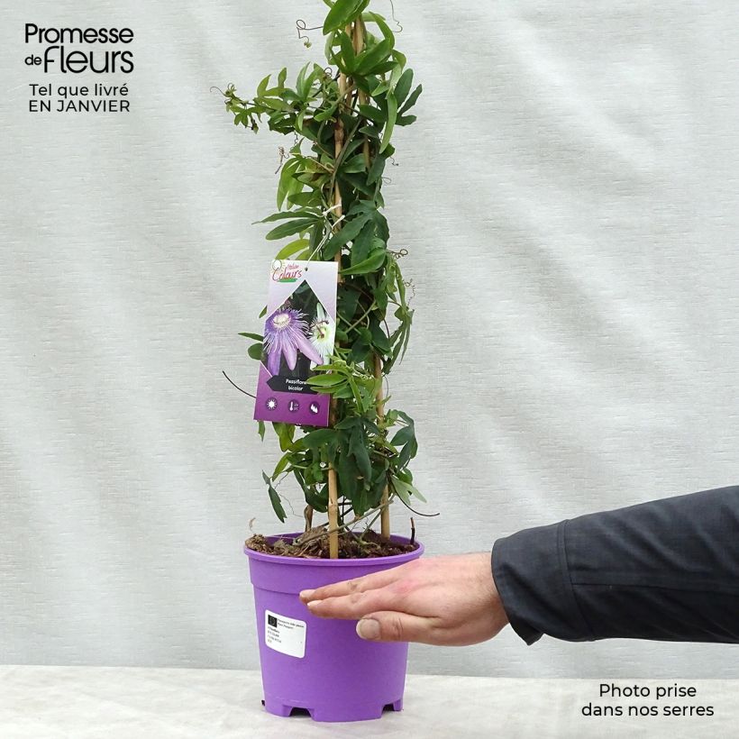 Spécimen de Duo Bicolore de Passiflores - Constance Elliott et Purple Passion Pot de 2L/3L tel que livré en hiver