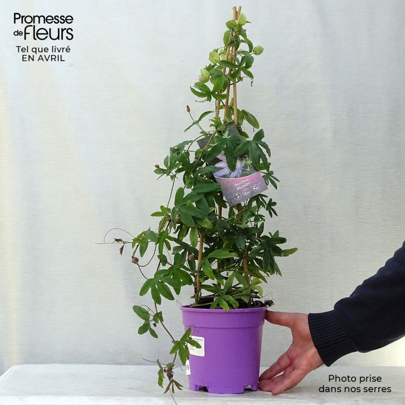 Spécimen de Duo Bicolore de Passiflores - Constance Elliott et Purple Passion Pot de 2L/3L tel que livré au printemps