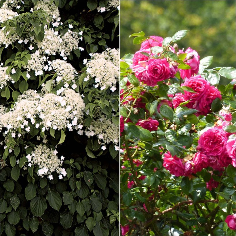 Duo Dentelle - Rosier Laguna + Hortensia petiolaris (Floraison)