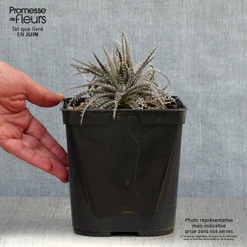 Spécimen de Dyckia Brittle Star - Broméliacée Pot de 3L/4L tel que livré en été