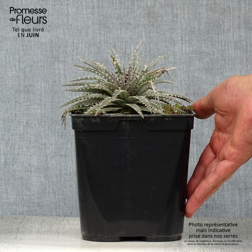 Spécimen de Dyckia Grand Marnier Pot de 2L/3L tel que livré en été