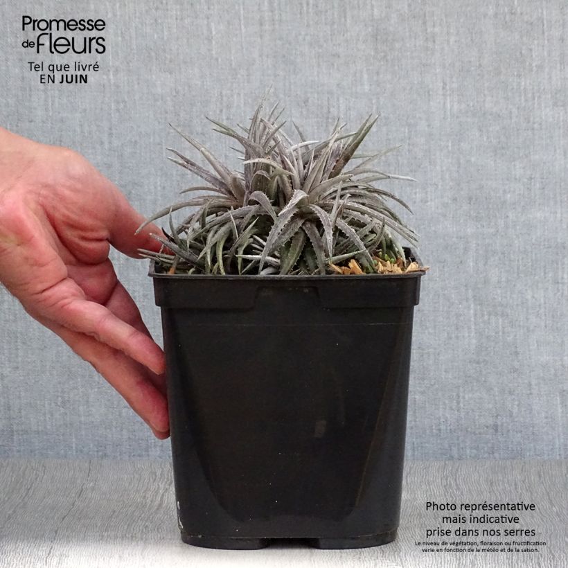 Spécimen de Dyckia Pale Rider - Broméliacée Pot de 2L/3L tel que livré en été