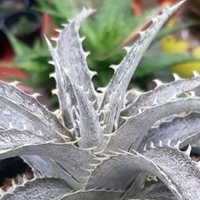 Dyckia Pale Rider - Broméliacée (Feuillage)